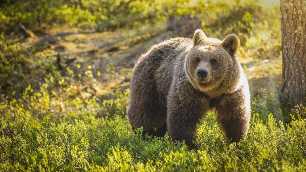 Majestic Bear in Sunlit Forest wallpaper