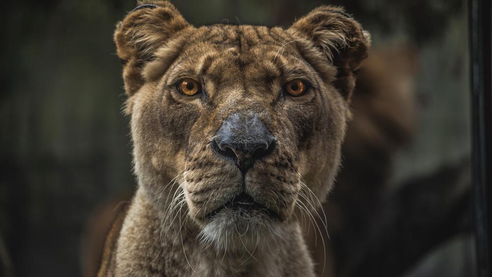 Majestic Lioness Close Up Portrait wallpaper