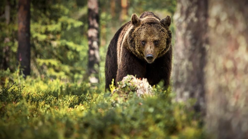 Majestic Bear in Woodland Mist wallpaper
