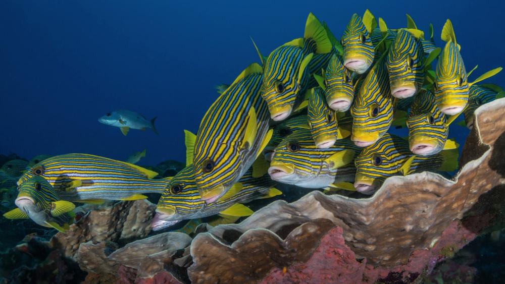 Striped Coral Reef School wallpaper