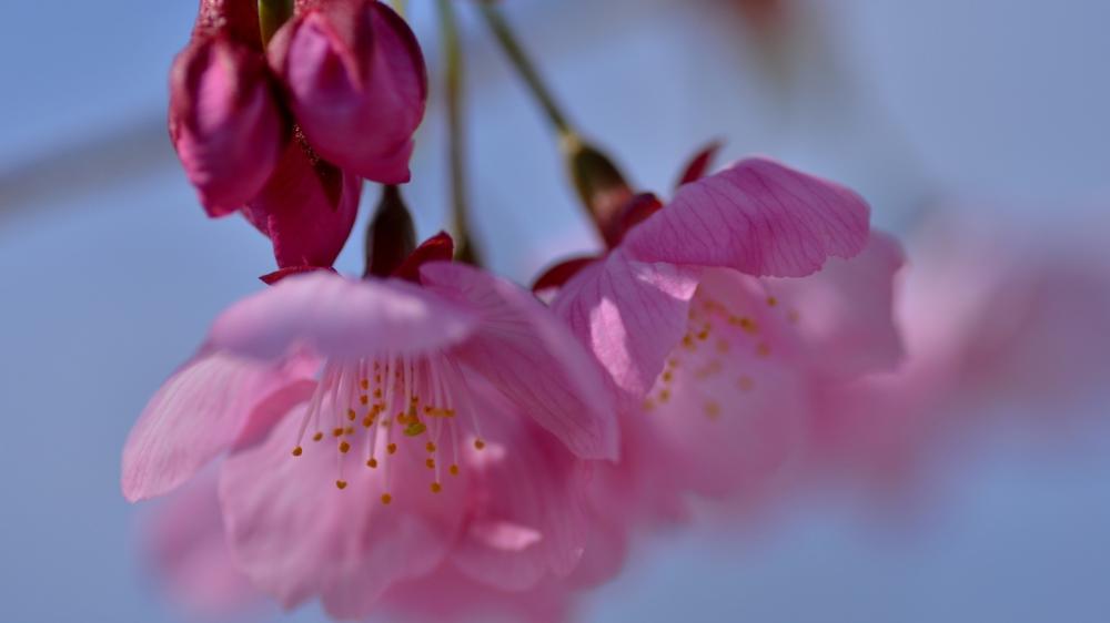 Soft Cherry Blossom Glow wallpaper