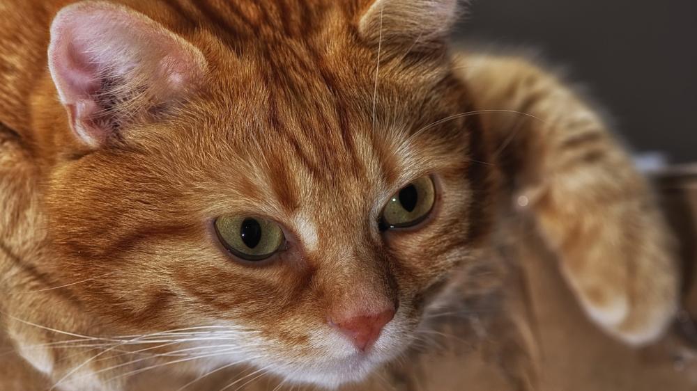Golden Tabby Cat Closeup wallpaper