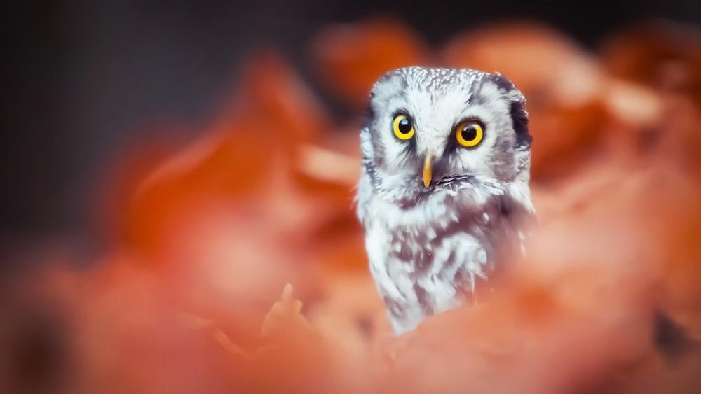 Autumn Little Owl in Soft Bokeh wallpaper