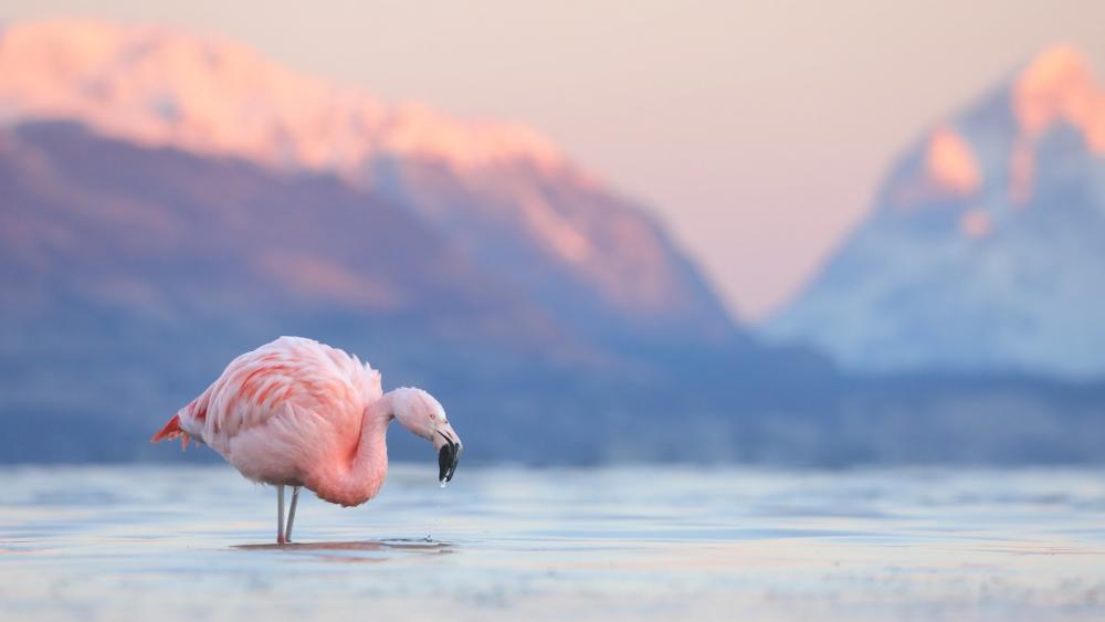 Pink Flamingo by the Mountain Lake wallpaper