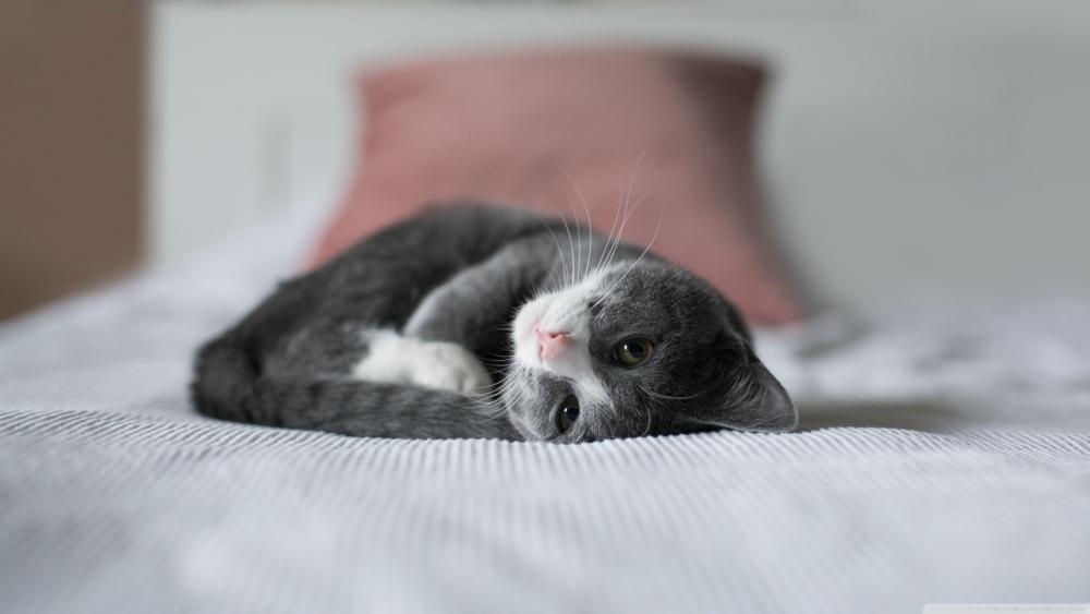 Sleepy Kitten Resting on a Cozy Bed wallpaper