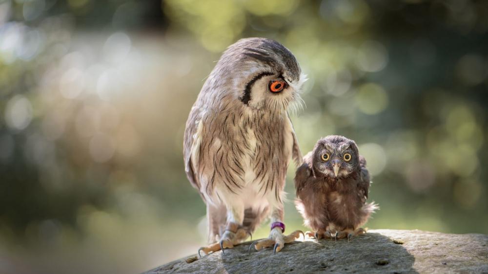 Owl Family Portrait wallpaper