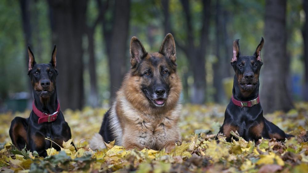 Autumn Guardians in Golden Leaves wallpaper