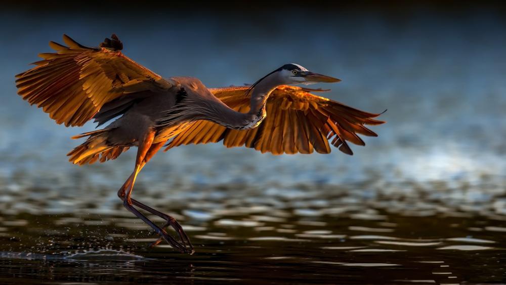 Golden Heron in Flight wallpaper