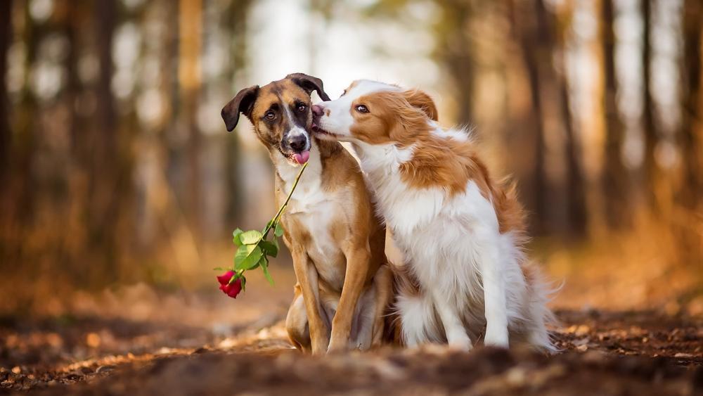 Autumn Love Between Two Dogs wallpaper