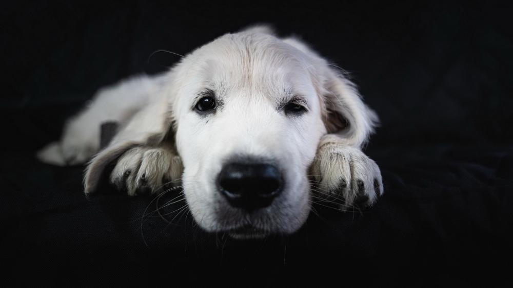 Sleepy White Puppy on Dark Velvet wallpaper