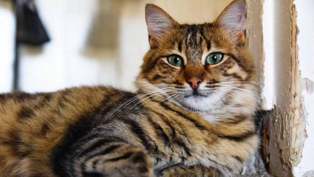 Regal Tabby Cat Portrait wallpaper