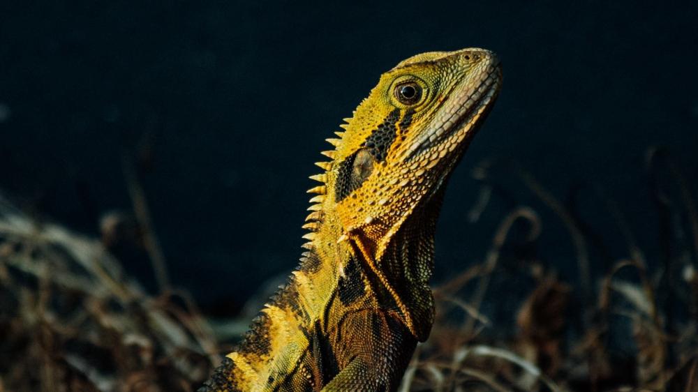 Vibrant Lizard in Close-Up View wallpaper