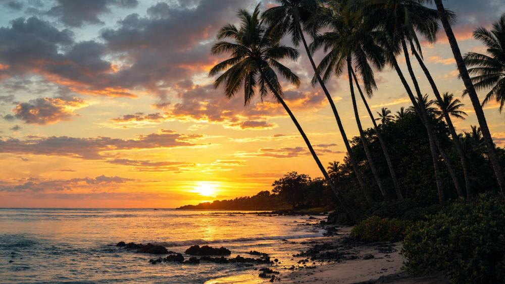 Sunset On Tropical Palm Coast wallpaper