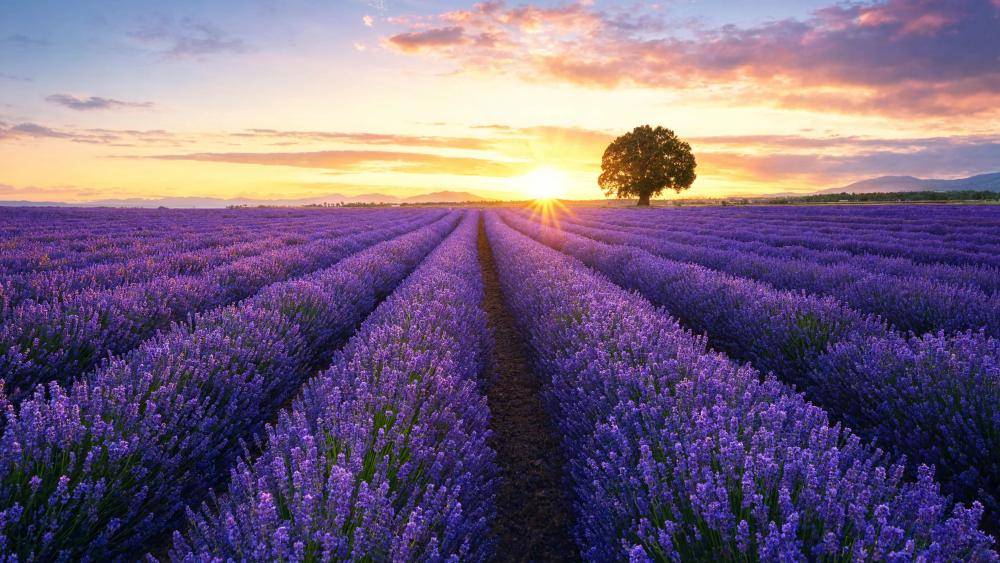 Sunrise Over A Lavender Field wallpaper