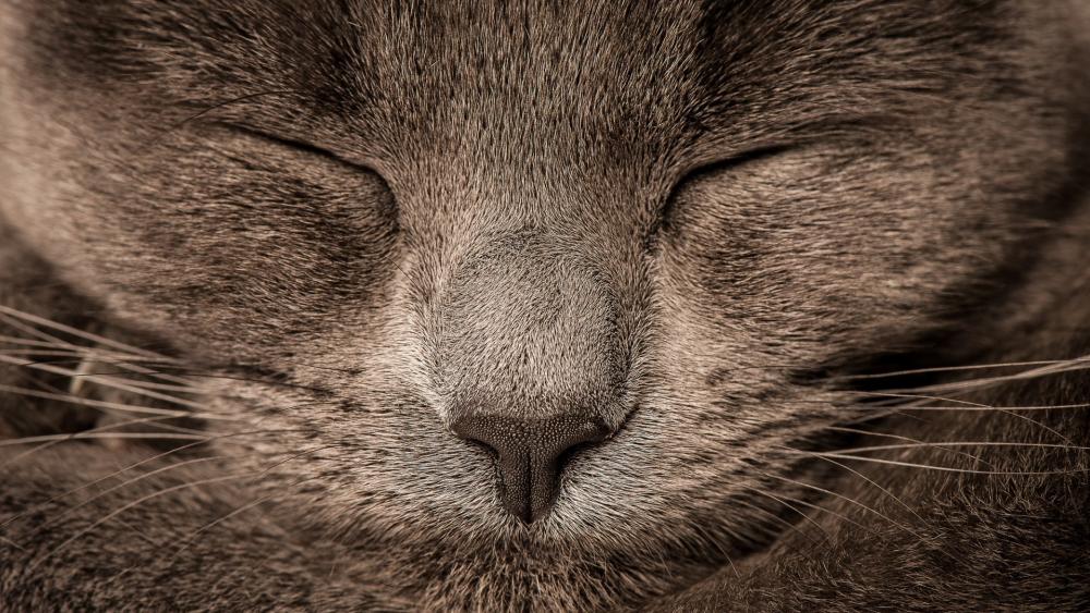 Sleeping Cat Closeup wallpaper