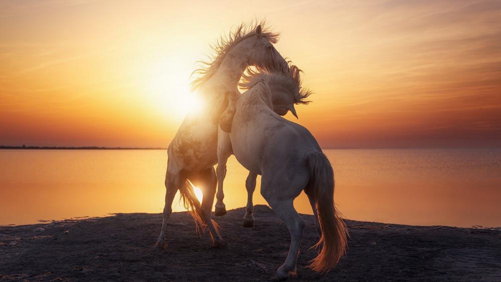 Sunset Dance of White Horses wallpaper