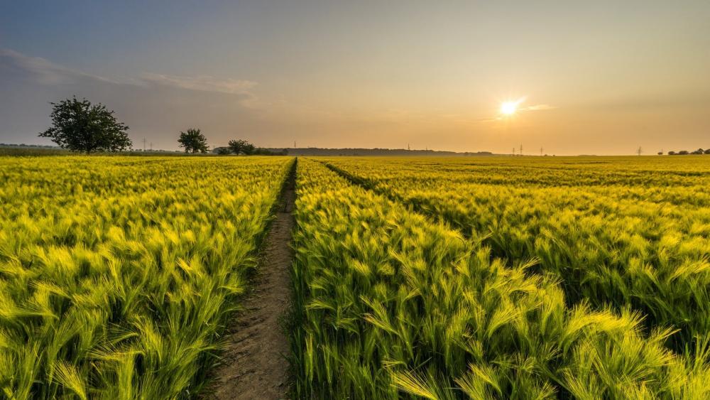 Golden Wheat Path at Sunrise wallpaper