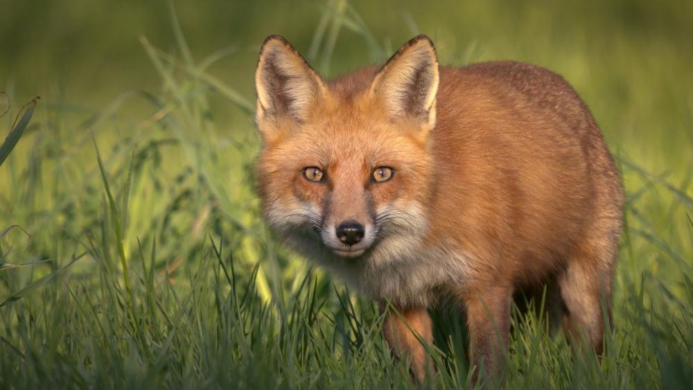 Alert Red Fox in Golden Grass wallpaper