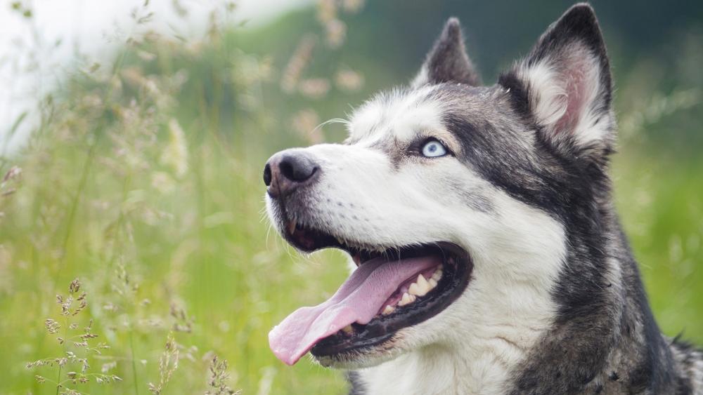Majestic Siberian Husky Portrait wallpaper