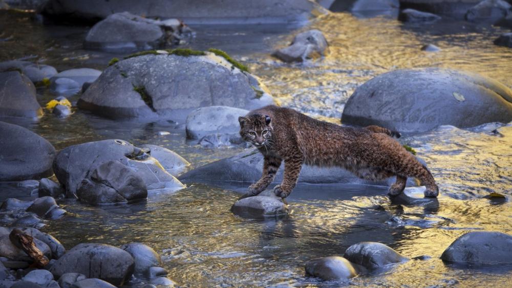 Stealthy Bobcat Crossing River wallpaper