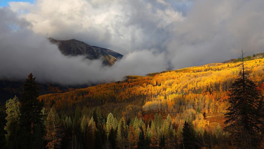 Autumn Fog Over Golden Forest wallpaper