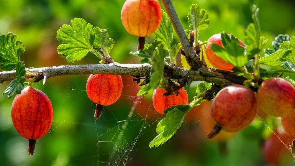 Sunlit Gooseberries on a Lush Branch wallpaper