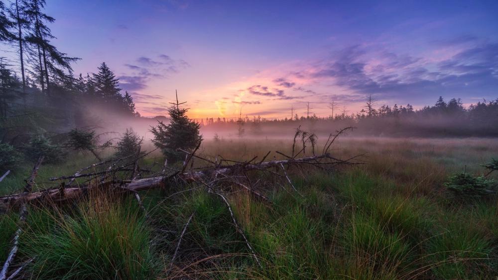 Misty Meadow Sunrise Glow wallpaper