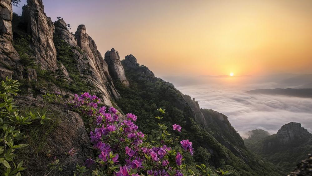 Wolchulsan Sunrise Above the Sea of Clouds wallpaper