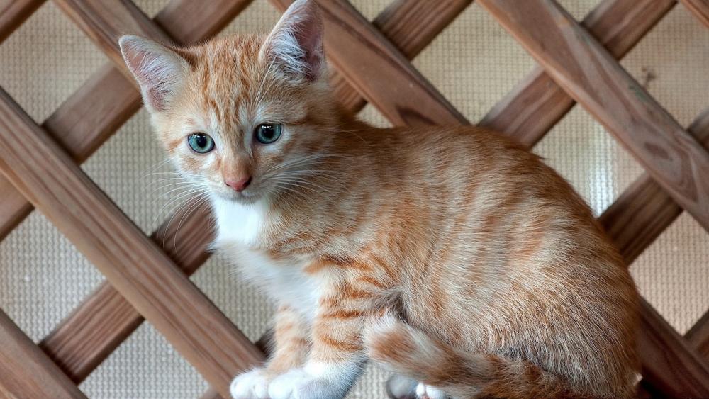 Ginger Kitten on Wooden Lattice wallpaper