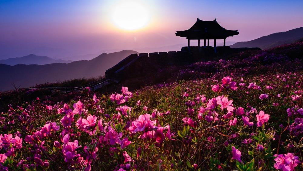 Sunrise Over Hwangmaesan Blooming Hills wallpaper