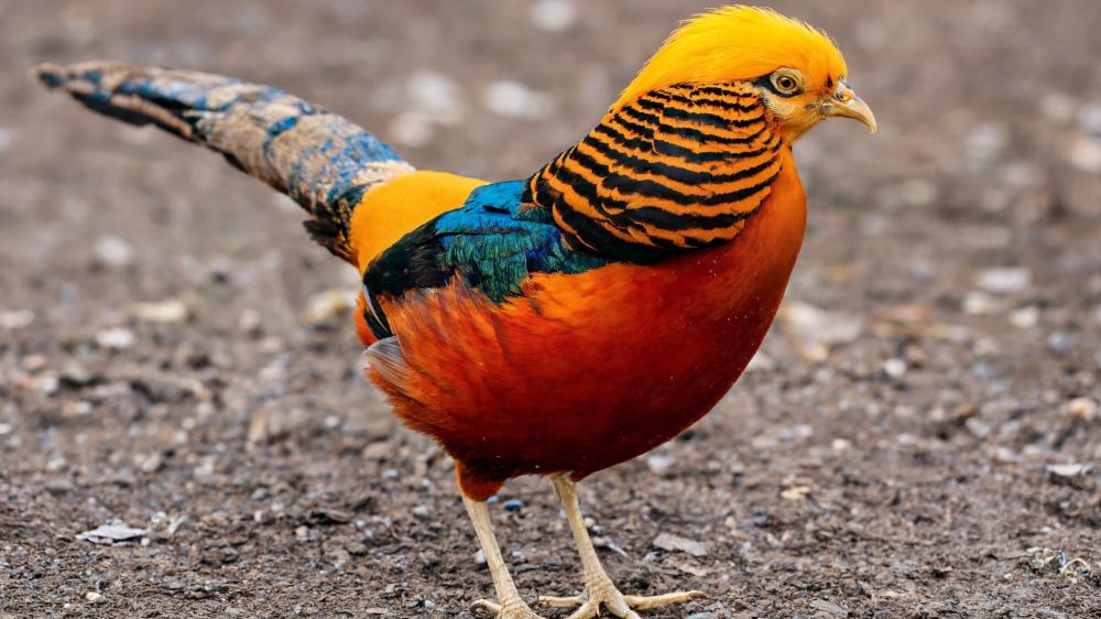 Golden Pheasant Splendor wallpaper