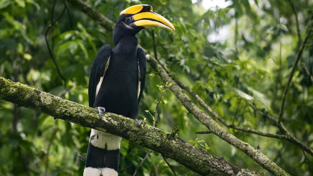 Helmeted Hornbill in Lush Forest Canopy wallpaper