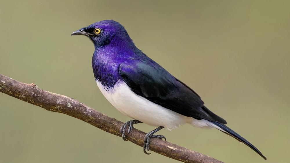 Violet Starling on Branch wallpaper