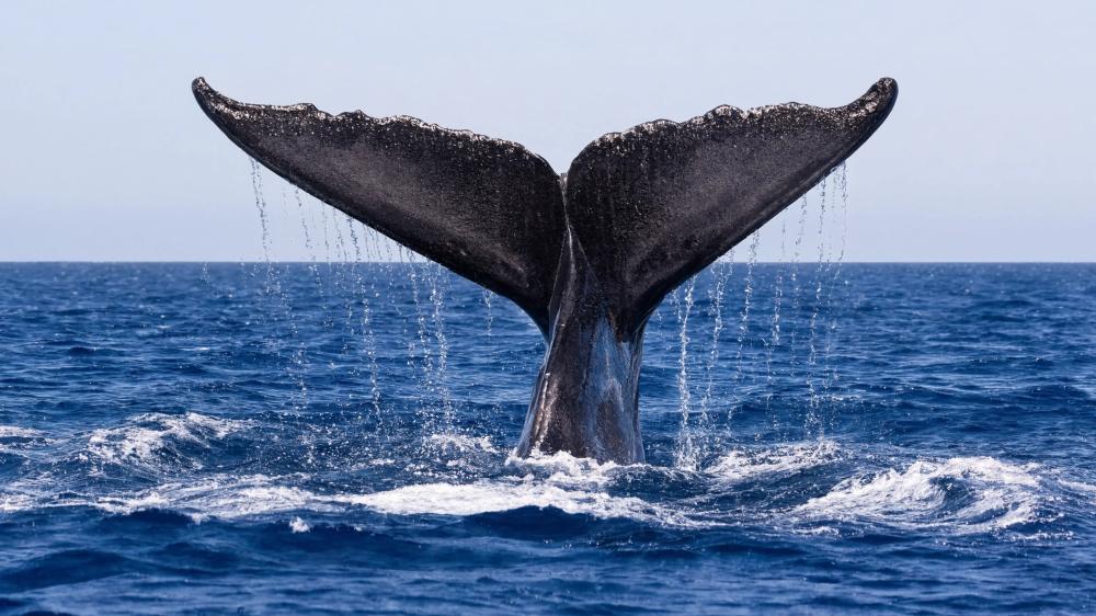 Majestic Humpback Whale Tail Rising wallpaper