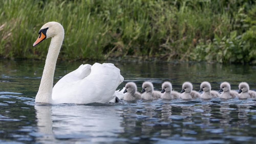 Elegant Swan and Fluffy Cygnets on a Calm Lake wallpaper