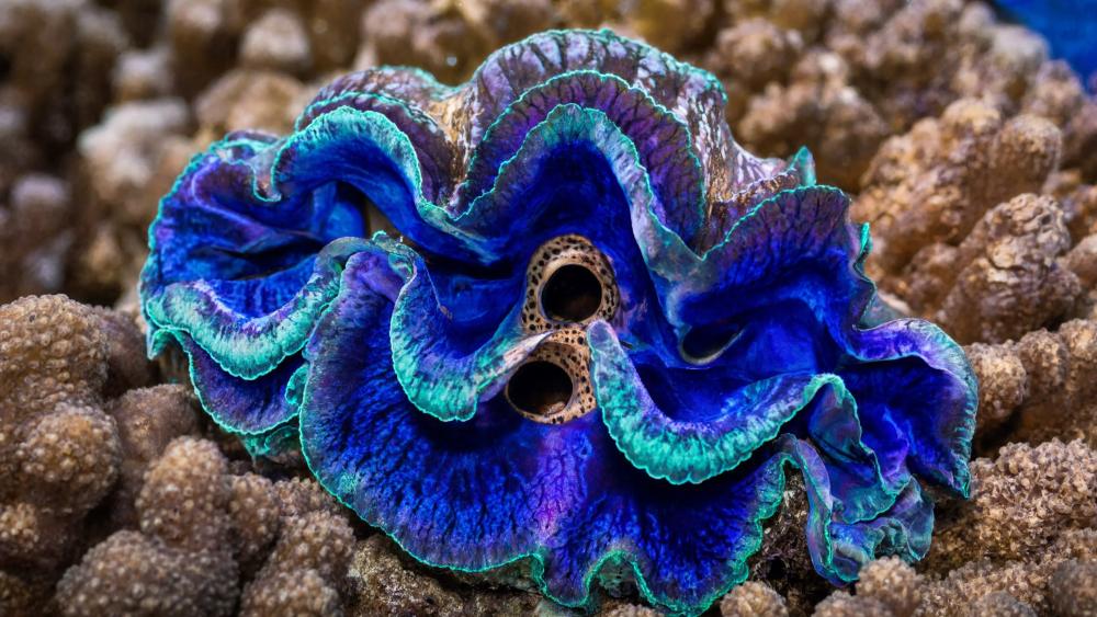Giant Clam wallpaper