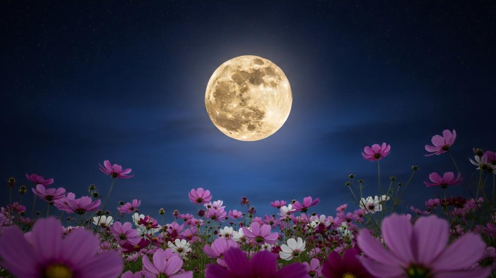 Moonlit Cosmos Garden in Dreamy Night Sky wallpaper