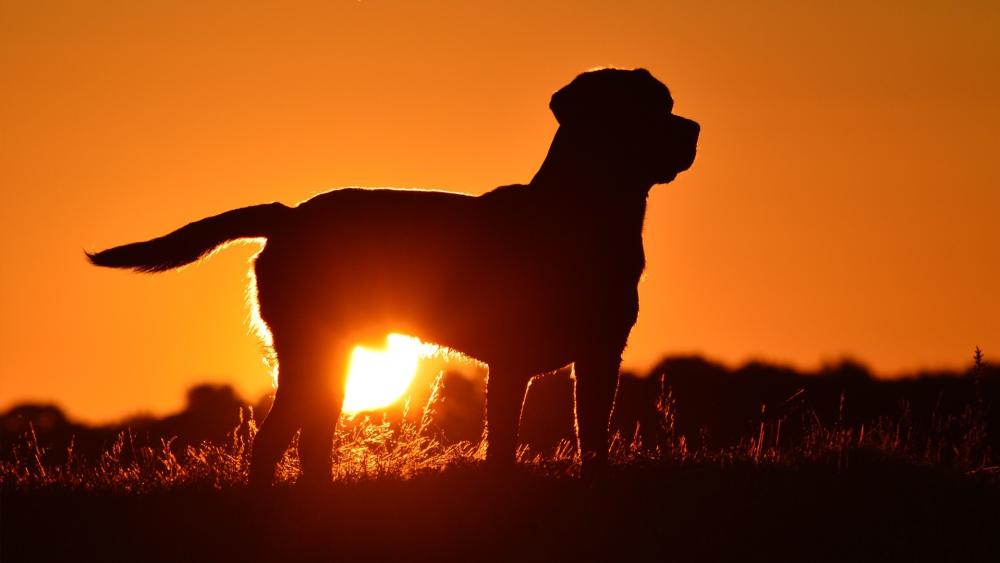 Golden Retriever Sunset Silhouette wallpaper