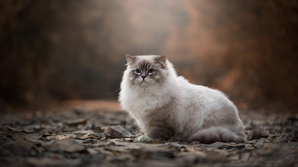 Fluffy Cat in Soft Autumn Light wallpaper