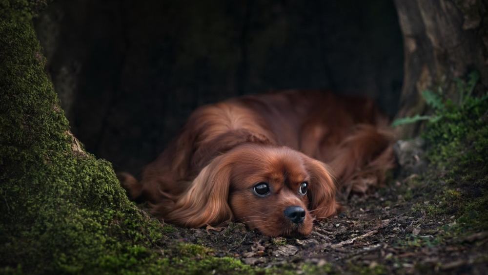 Cavalier King Charles Spaniel in a Cozy Hideaway wallpaper