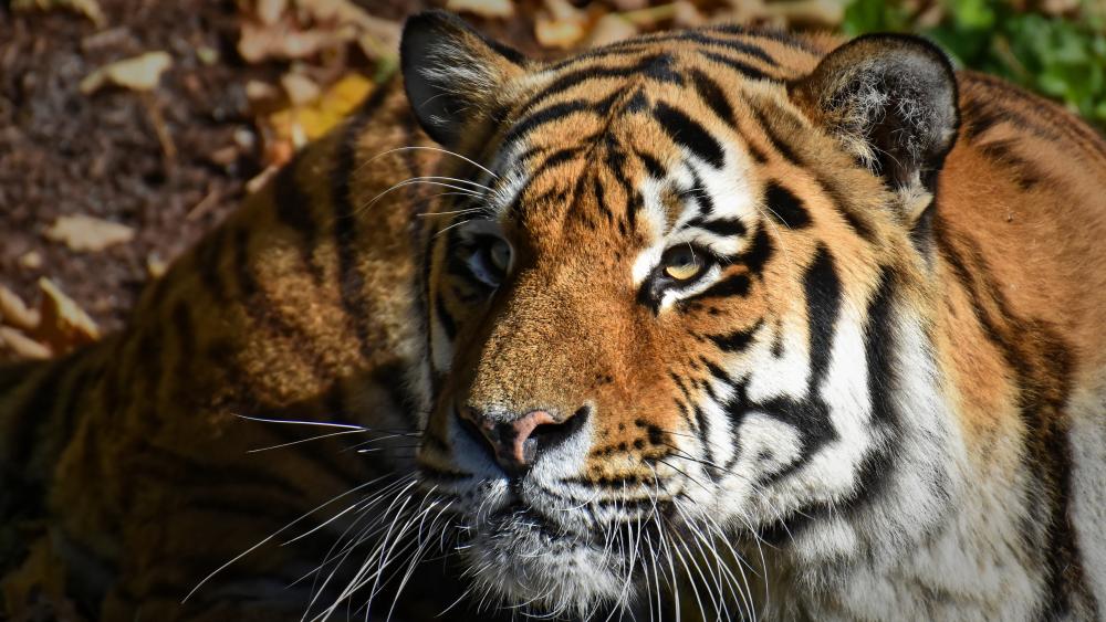 Majestic Tiger Closeup in Sunlit Forest wallpaper