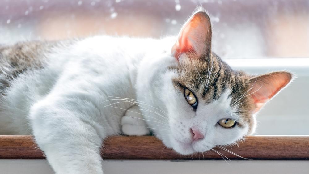 Relaxed Cat Resting in Soft Window Light wallpaper