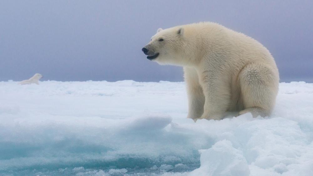 Polar Bear on Arctic Ice wallpaper