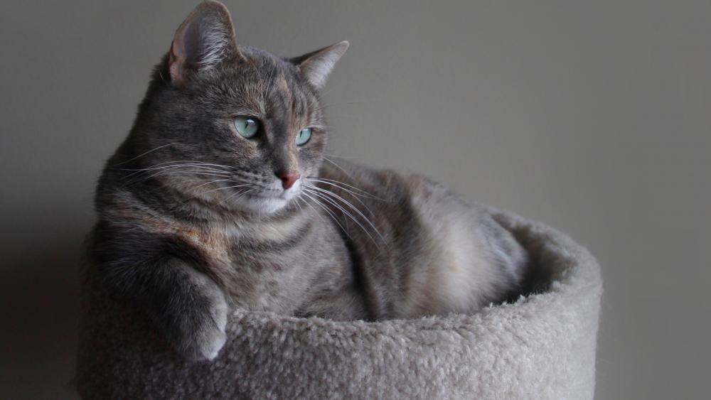 Calm Grey Tabby Cat in Cozy Bed wallpaper