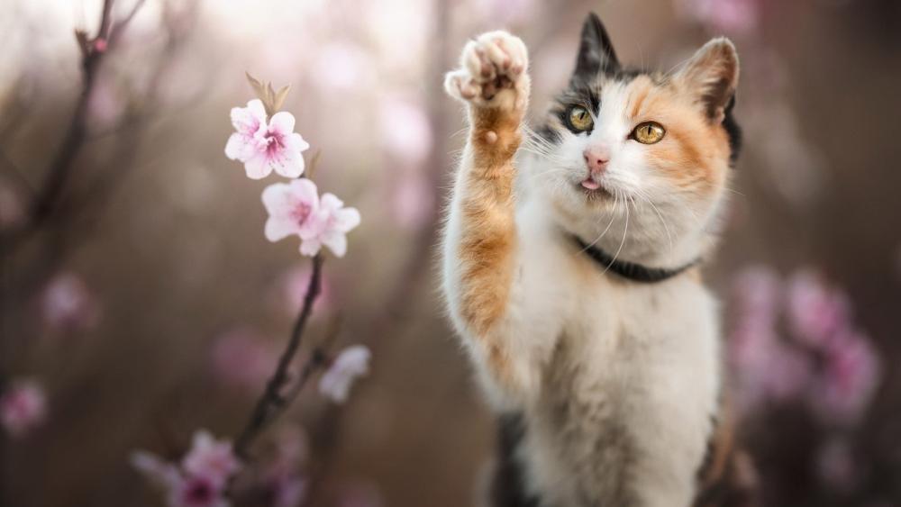Playful Cat Among Blossoms wallpaper