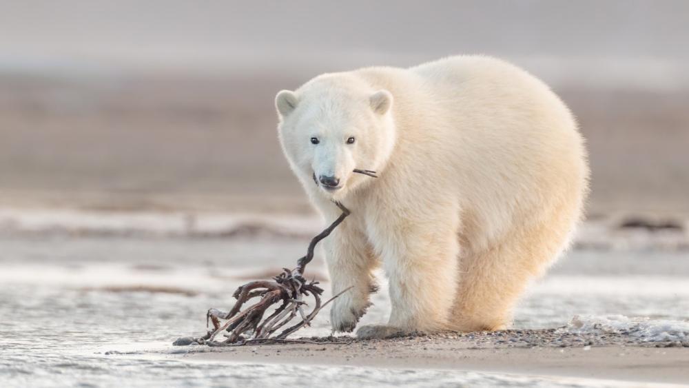 Arctic Polar Bear on Quiet Shore wallpaper