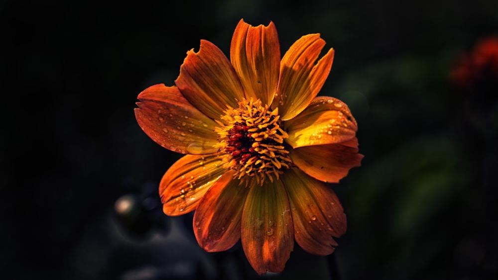 Golden Petals in Shadowed Bloom wallpaper