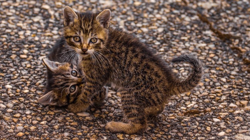 Playful Tabby Kittens on Pebbled Ground wallpaper