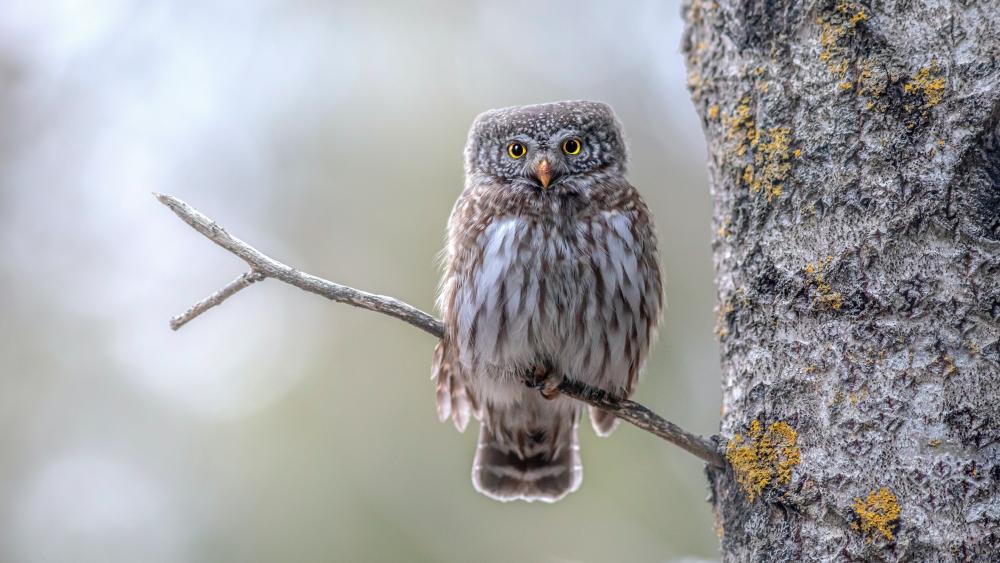 Quiet Little Owl on a Mossy Branch wallpaper