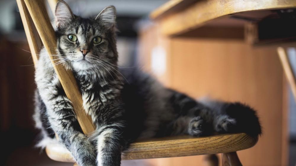 Fluffy Tabby Relaxing on a Wooden Chair wallpaper